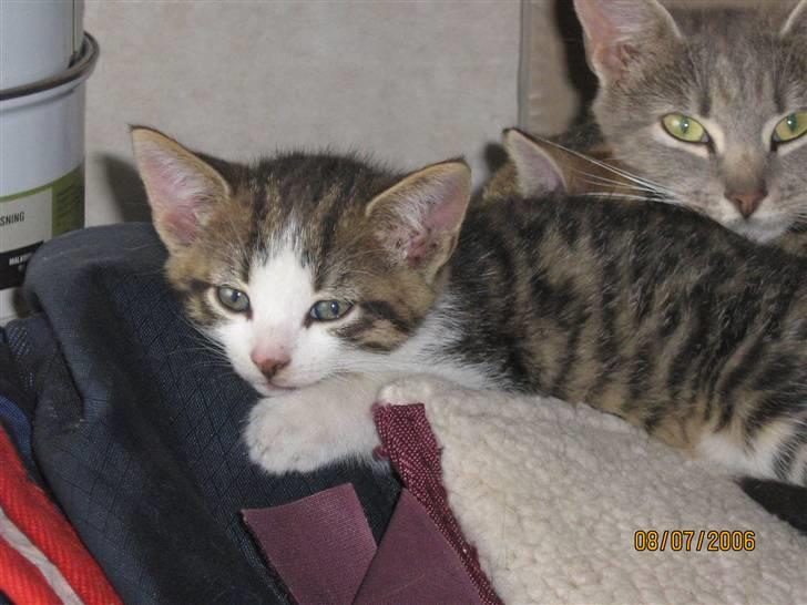 Huskat Cassiopaia billede 4