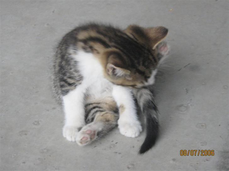 Huskat Cassiopaia billede 5