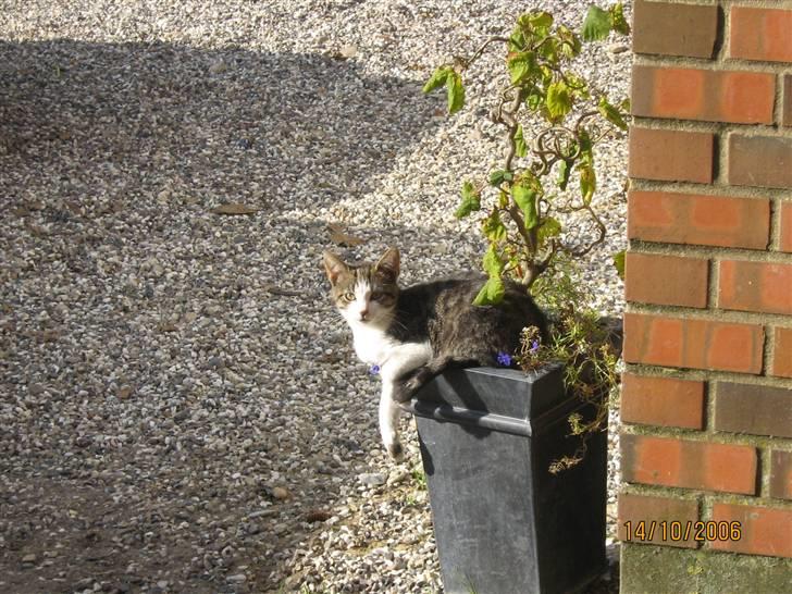 Huskat Cassiopaia billede 6