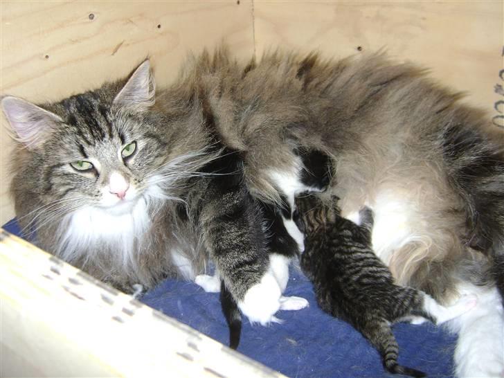 Norsk Skovkat Chazeems Chaos billede 10