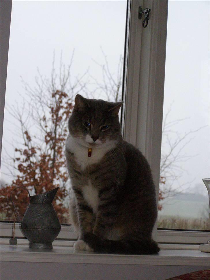 Blanding af racer Dimitri billede 13