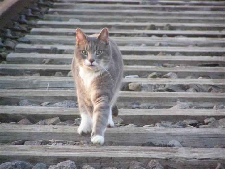 Blanding af racer Dimitri billede 14