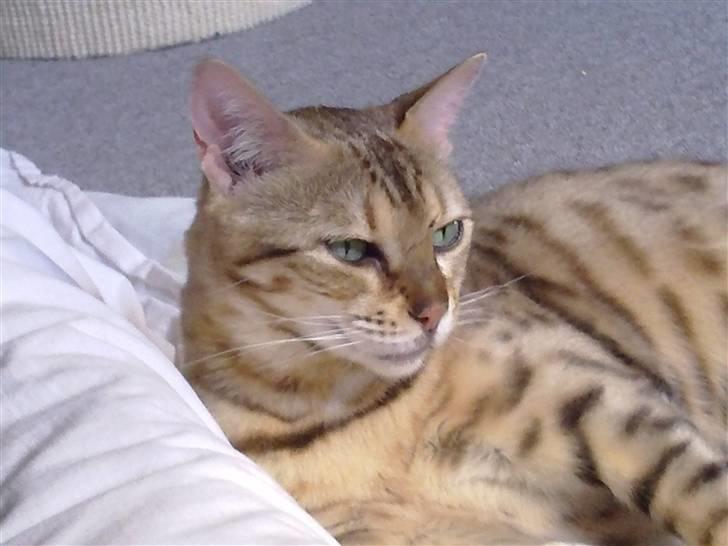 Bengal DK Trollspotting Vela billede 8