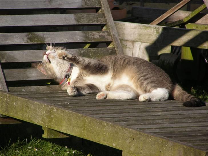 Blanding af racer Dimitri billede 15