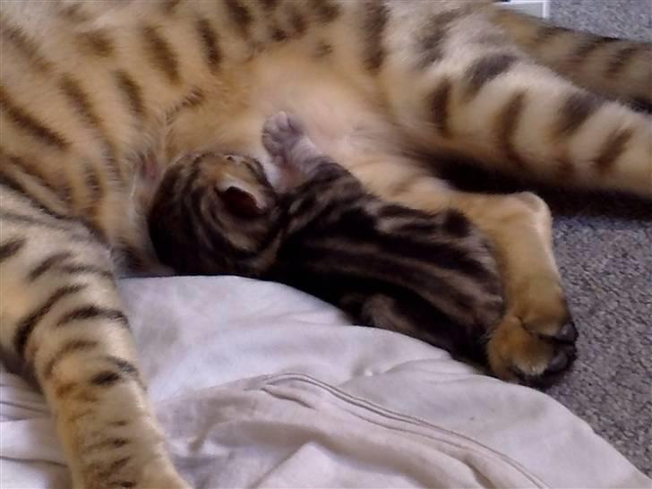 Bengal DK Trollspotting Vela - her er baby 10 dage gammel billede 9