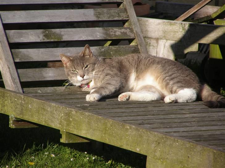 Blanding af racer Dimitri billede 16