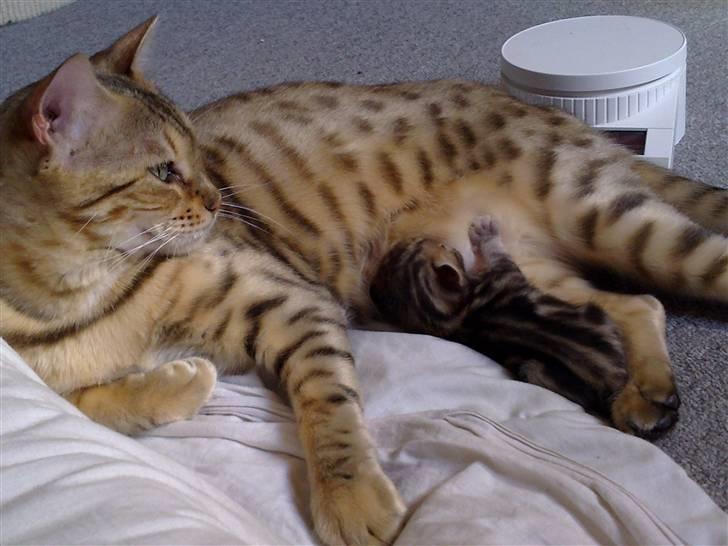 Bengal DK Trollspotting Vela billede 10