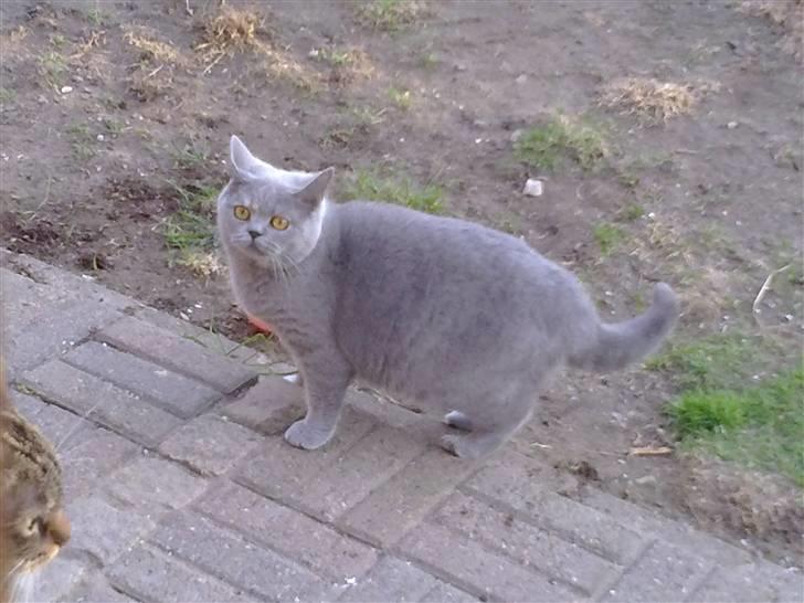 British Shorthair DK Heikina Floor billede 9