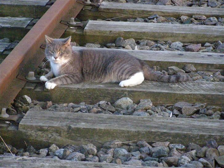 Blanding af racer Dimitri billede 17