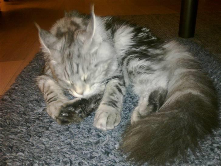 Maine Coon Malou billede 18