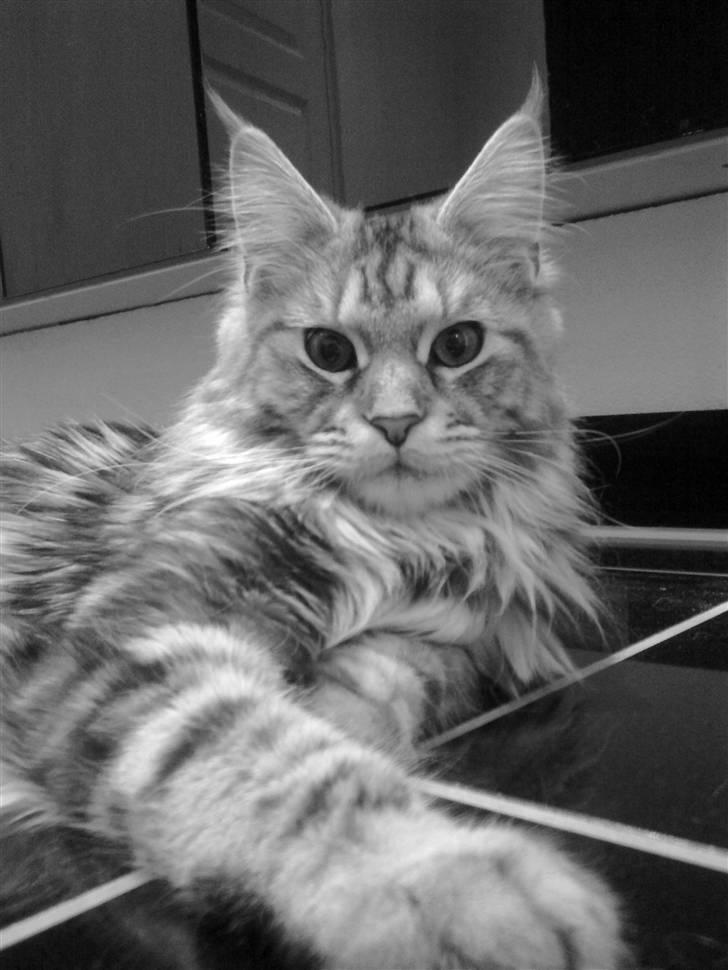 Maine Coon Malou billede 20