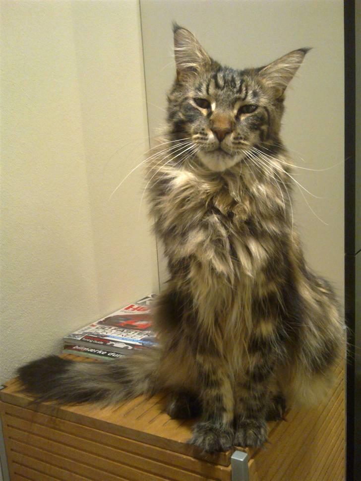 Maine Coon Diablo - Død den 21.03.16 billede 18