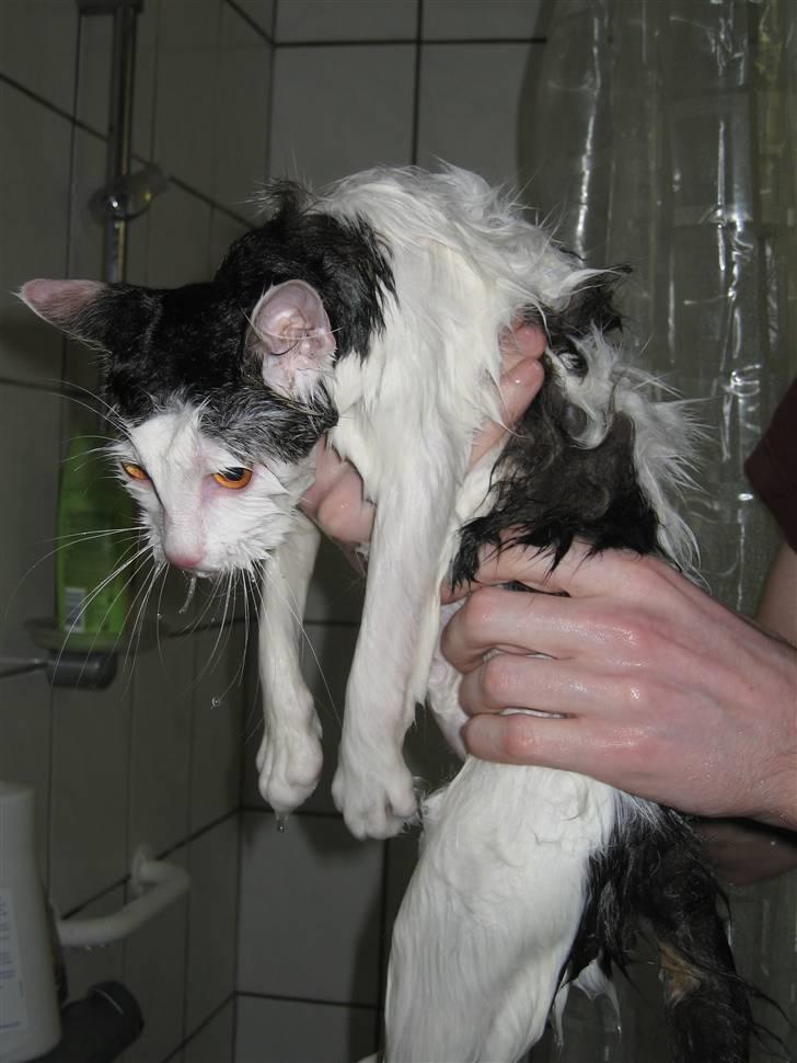 Blanding af racer Chilli  - Lige været i bad :p Det kan du ikke mene mor altså :s hihi billede 10