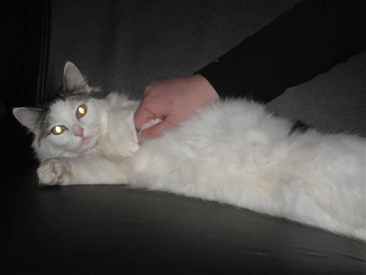 Blanding af racer Chilli  billede 11