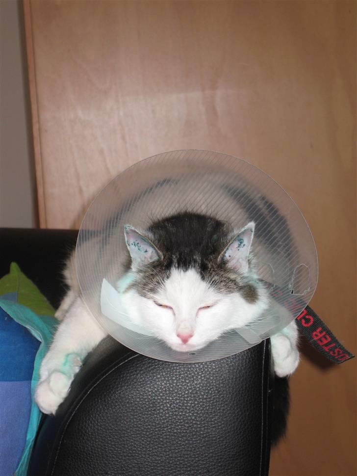 Blanding af racer Chilli  - Efter hun blev neutraliseret, her er hun knap nok vågen efter narkosen, men hun ville være hos os :) billede 12