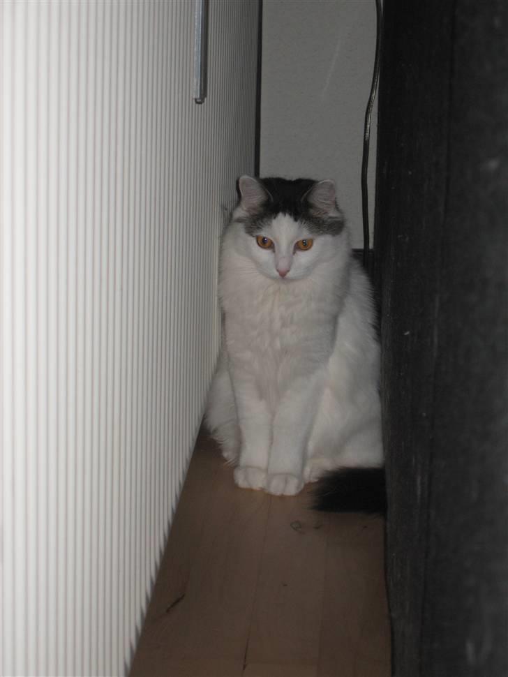 Blanding af racer Chilli  - Er de væmmelige børn gået nu??  billede 13