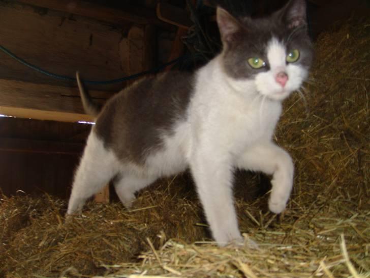 Blanding af racer Plet Savnet billede 8