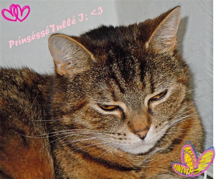 Blanding af racer .'Prinsesse'Tulle<3 billede 1