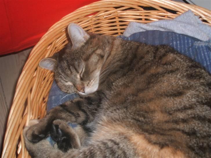 Blanding af racer .'Prinsesse'Tulle<3 billede 2