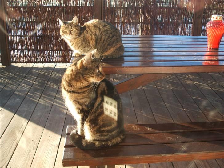 Blanding af racer .'Prinsesse'Tulle<3 billede 3