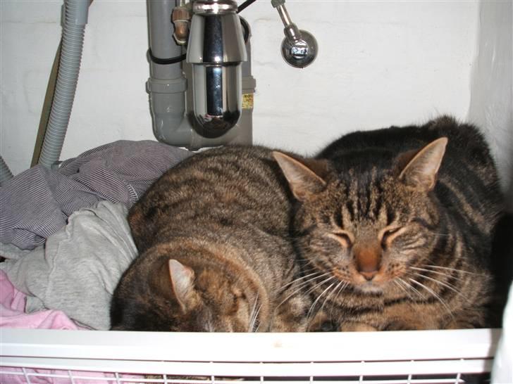 Blanding af racer .'Prinsesse'Tulle<3 - Hun ligger sammen med buster & sover :b´ billede 4