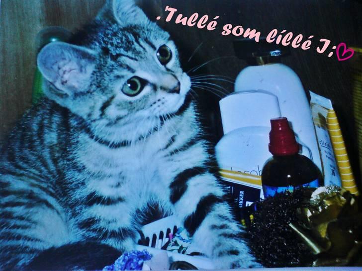 Blanding af racer .'Prinsesse'Tulle<3 billede 5