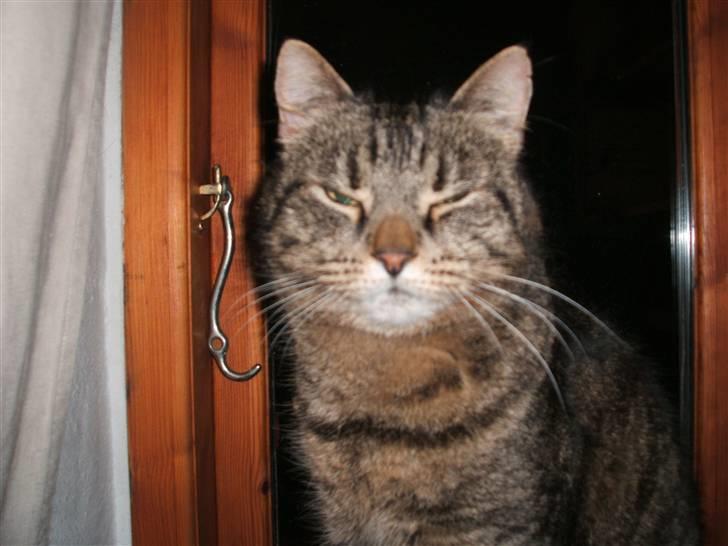 Huskat gråmis - Ikk så meget blits! XD billede 6