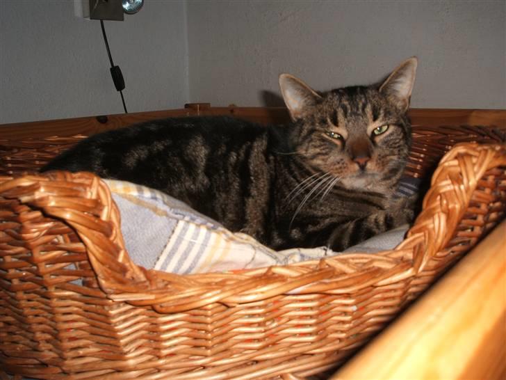 Huskat Buster  - Jeg er træt! :D billede 9