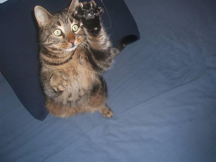 Huskat Buster  - Angrib! :D billede 10