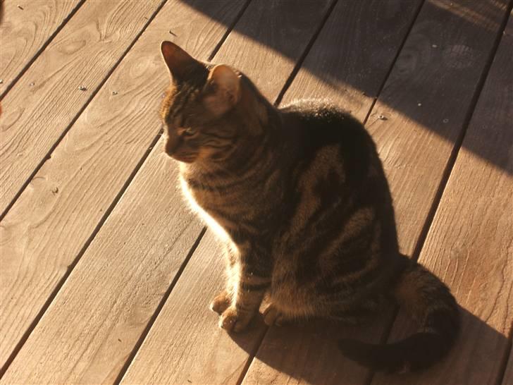 Huskat Buster  - Dejlige vejr<3 billede 11