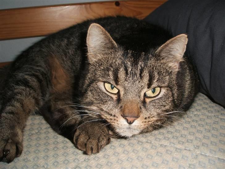 Huskat gråmis - Smukke Gråmis I: billede 7