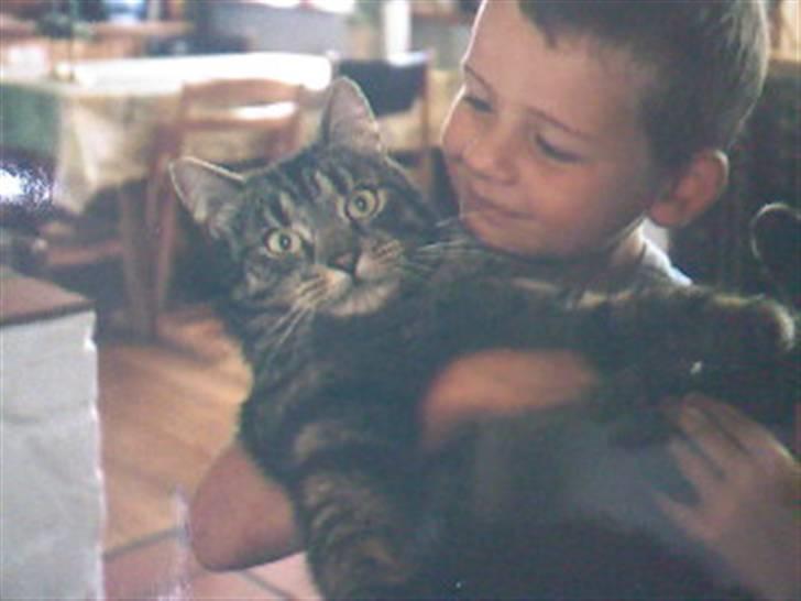 Huskat gråmis - Dengang Gråmis var 3 år :D Min lille bror står med ham (:... & stadig meget glad for ham<3 billede 8