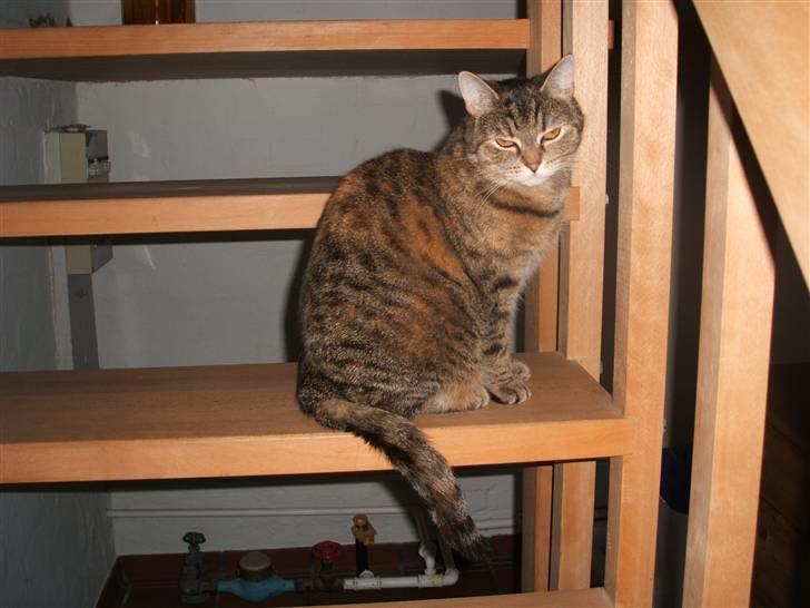 Blanding af racer .'Prinsesse'Tulle<3 - Smukke tullemus I: billede 6