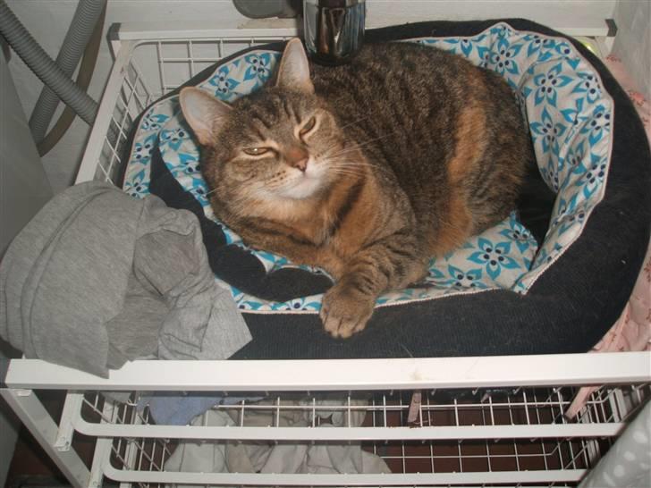 Blanding af racer .'Prinsesse'Tulle<3 - Her ligger jeg kathrine :D billede 7