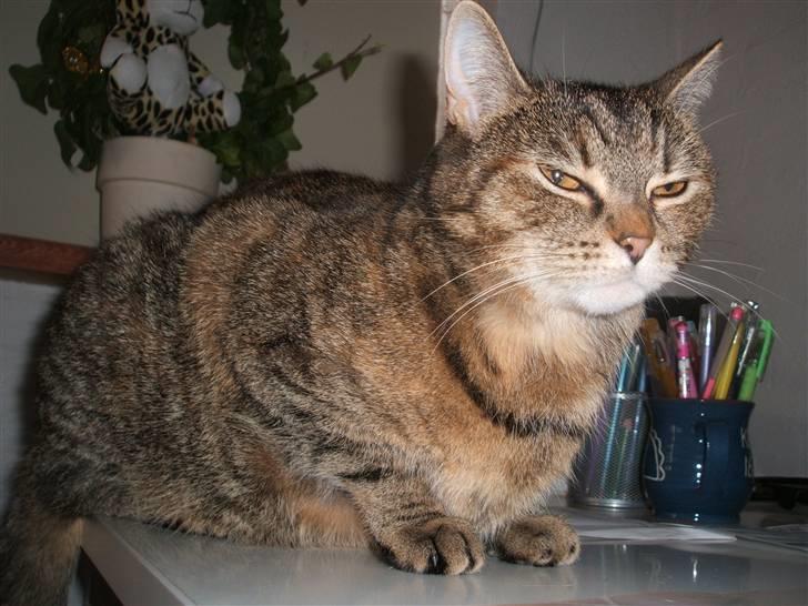 Blanding af racer .'Prinsesse'Tulle<3 billede 8