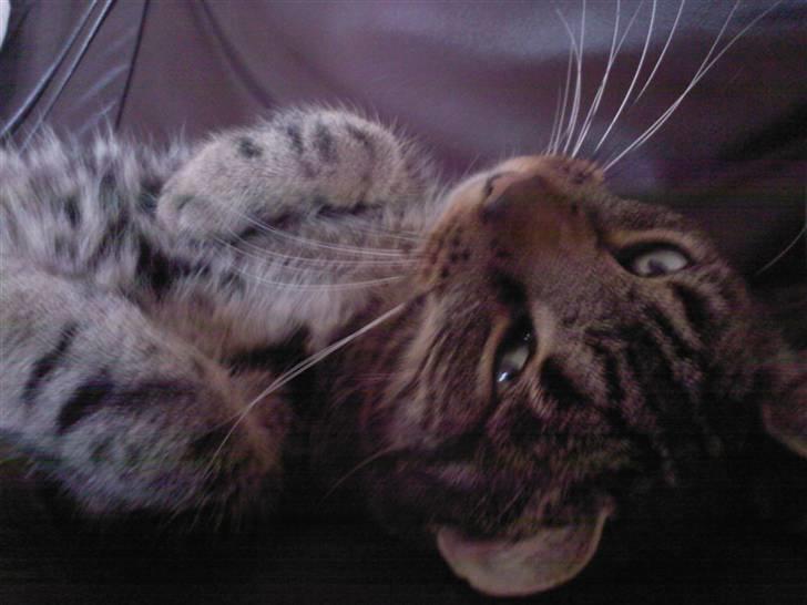 Huskat Buster  - årrh (: billede 12