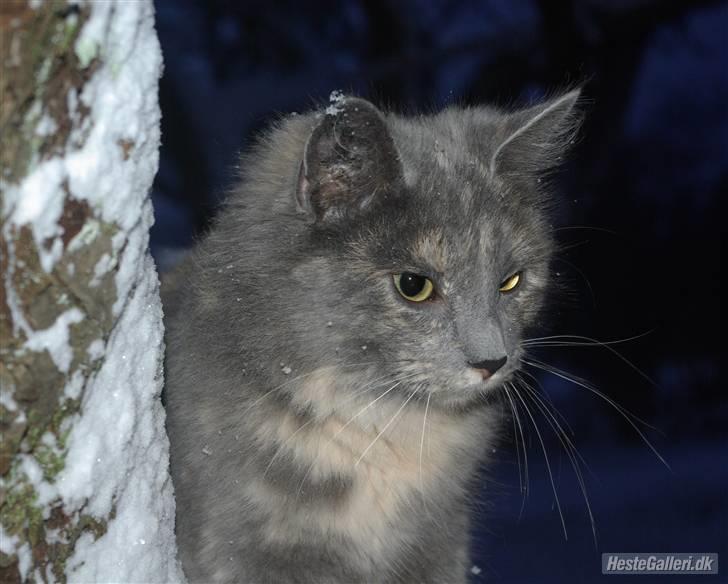 Blanding af racer Zibbe † 26.04.2010 - Zibben nyder snevejret, vinter 1. kvartal 08. billede 1