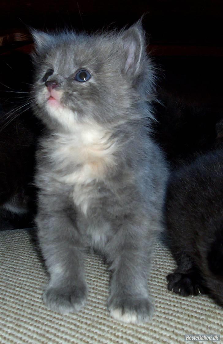 Blanding af racer Zibbe † 26.04.2010 - Som Baby. billede 2