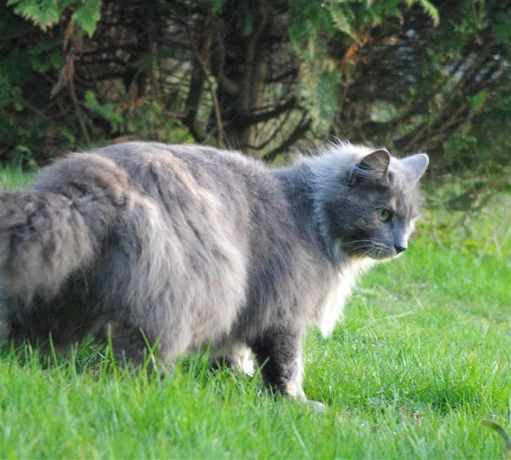 Blanding af racer Zibbe † 26.04.2010 billede 3