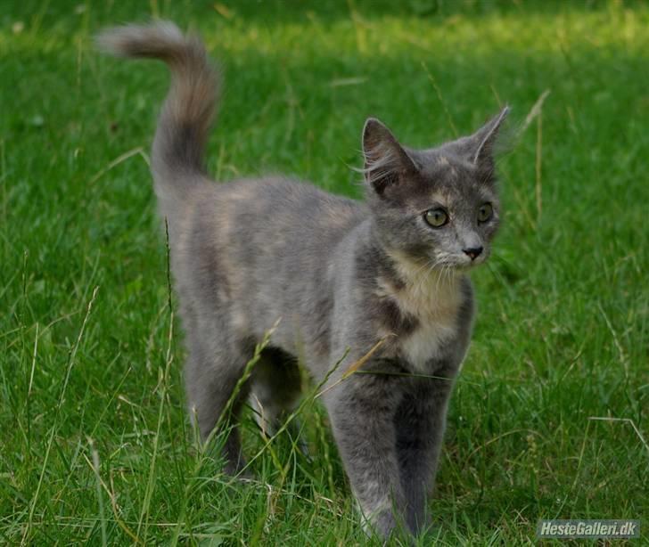 Blanding af racer Zibbe † 26.04.2010 - Som ung ;D billede 4