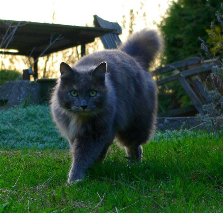 Blanding af racer Zibbe † 26.04.2010 - Det er ikke for sjov, vi kalder hende "ulvekatten" billede 5