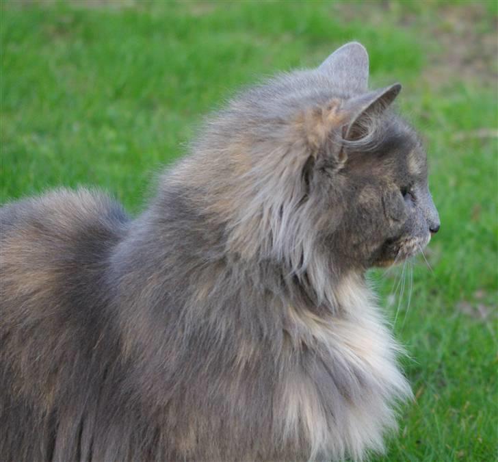 Blanding af racer Zibbe † 26.04.2010 billede 6