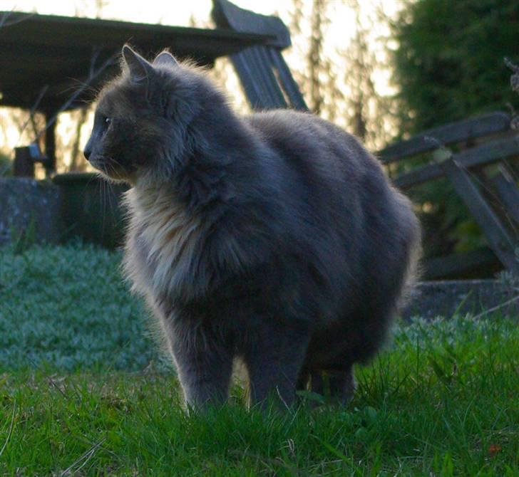 Blanding af racer Zibbe † 26.04.2010 - Der er noget eventyrligt ved hende :) billede 7