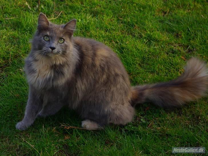 Blanding af racer Zibbe † 26.04.2010 - Znibsnap<3 billede 8