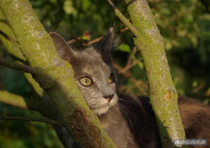 Blanding af racer Zibbe † 26.04.2010 - Som ungmisser. billede 9