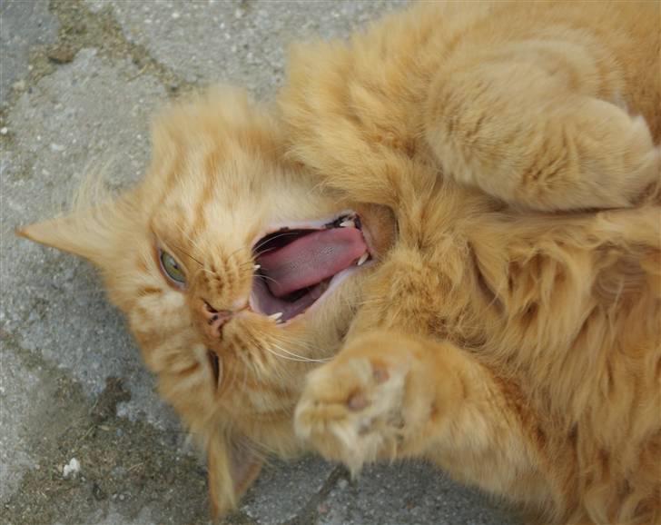 Blanding af racer Felix billede 2