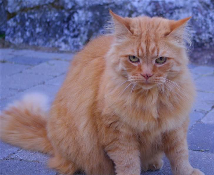 Blanding af racer Felix billede 3