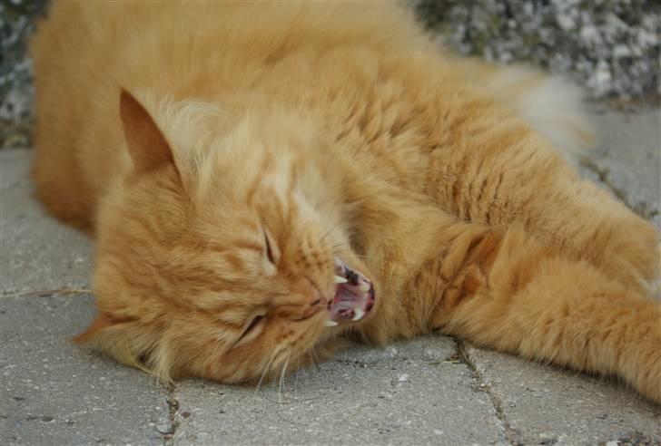 Blanding af racer Felix billede 4