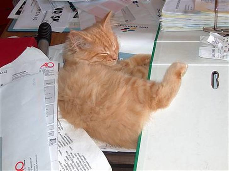 Blanding af racer Felix - babyfelix (: billede 6