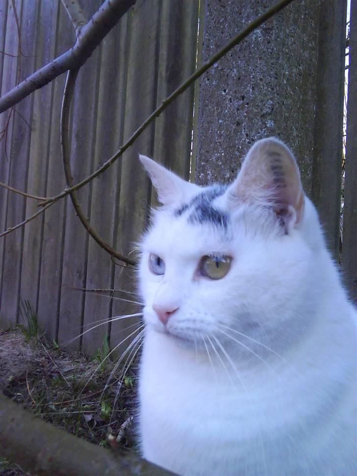 Blanding af racer Bowie billede 6